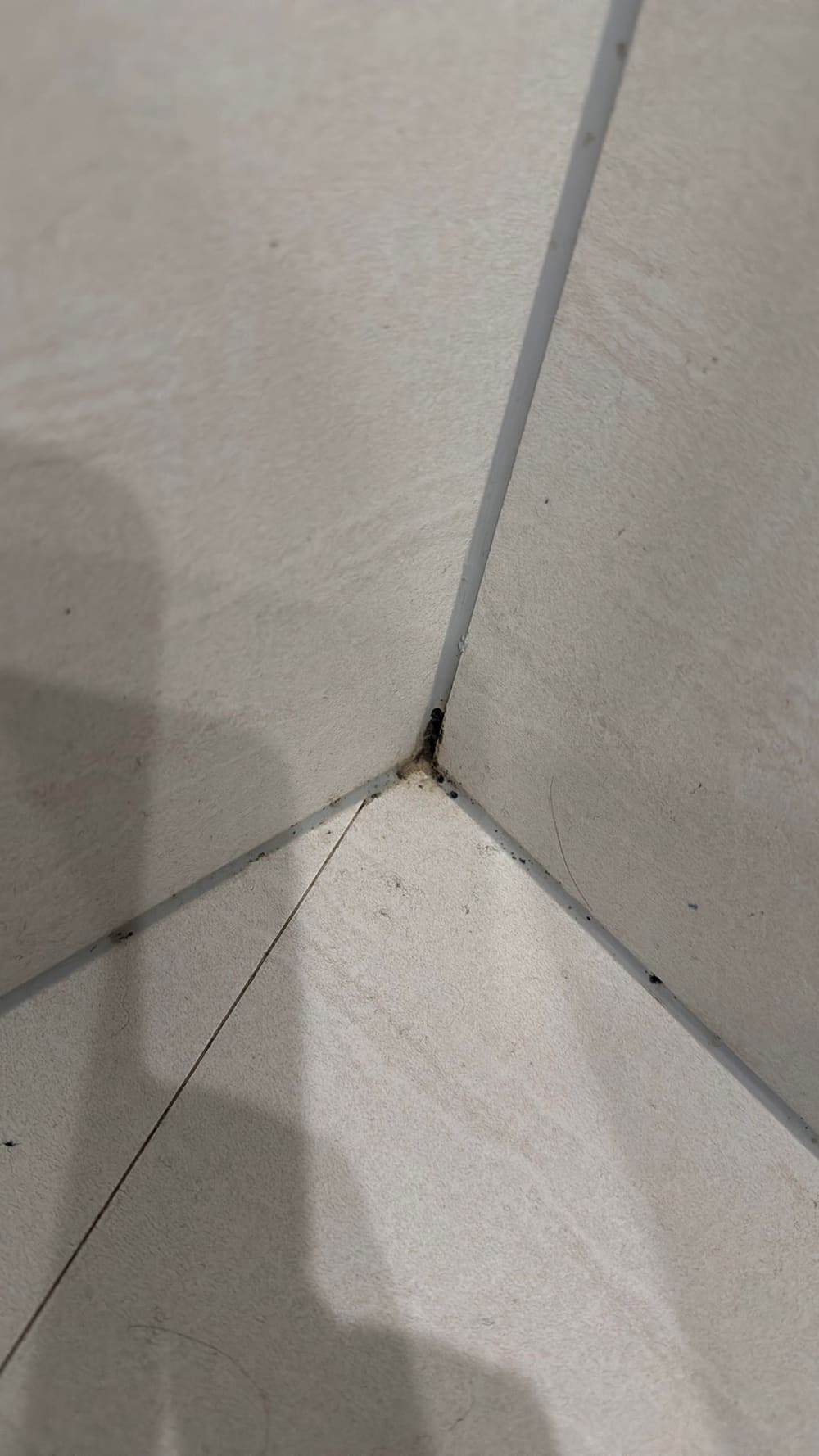 Mould in a tiled floor corner, Southbank, Clyde